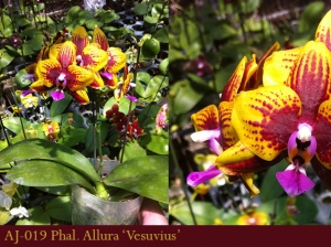 AJ-019 Phal. Allura 'Vesuvius'