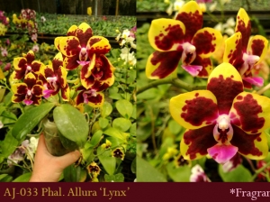 AJ-033 Phal. Allura 'Lynx'