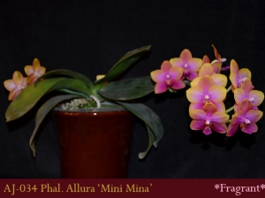 AJ-034 Phal. Allura 'Mini Mina'