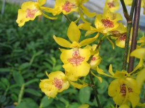 Btcm.  Hwuluduen Chameleon ‘Golden Oriole’