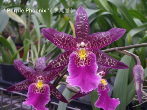 Gdlra. Aztec 'Purple Phoenix'