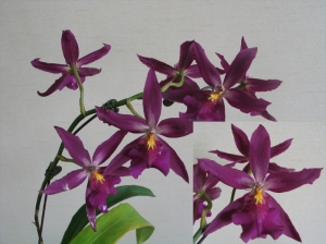 Bllra. Marfitch 'Howard's Dream' (Fire Phoenix)