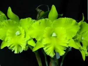 Blc.Ports Of Paradise