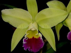 Blc.Greenwich