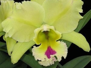 Blc.Magic Meadow "Napoleon"