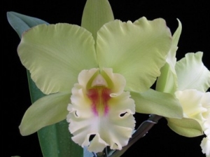 Blc.Mystic Isles