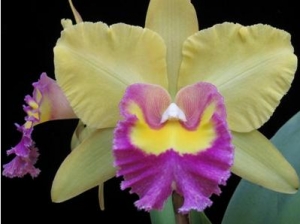 Blc.Young Kong "Sunshine #16"