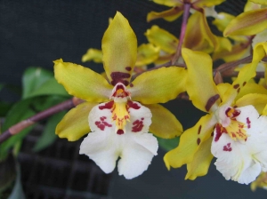 Odcdm. Wildcat Golden Fairy