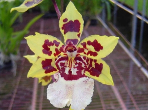 Odcdm. Wildcat Yellow Butterfly