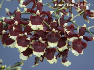 Hsu. Twinkle 'Black Bee'