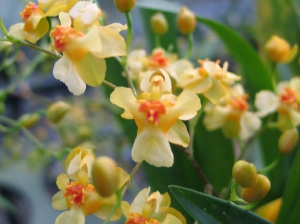 Onc. Gold Dust