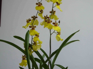 Onc. Jiuhbao Gold