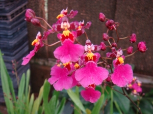 Onc. Kutoo Little Cherry