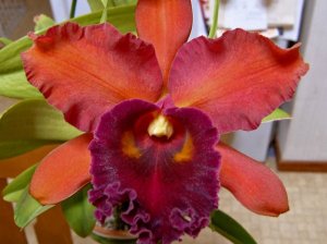 Blc. Eva Marie Barnett 'Magnificent Watermelon Gold'