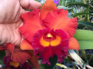 Blc. Sunstate Colorchart x Guanmiao City