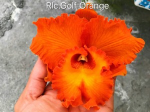 Rlc. Golf Orange