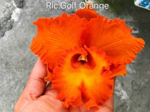 Rlc. Golf Orange