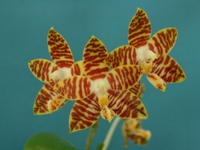 P. amboinensis var yellow