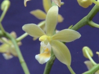 P. cornustris var. green