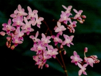 P. equestris var. 2n pink