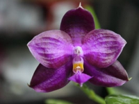 (P. Gelblieber x P. Coral Isles) x P. violacea