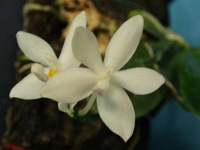 P. speciosa var. alba