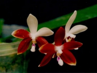 P. speciosa var. red