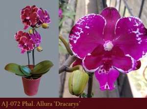 AJ-072 Phal. Allura 'Dracarys'