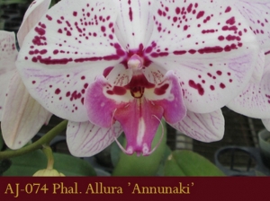 AJ-074 Phal. Allura 'Annunaki'