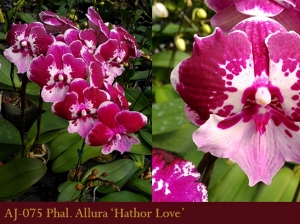 AJ-075 Phal. Allura 'Hathor Love'