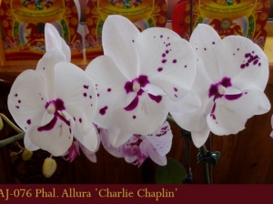 AJ-076 Phal. Allura 'Charlie Chaplin'