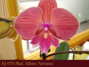 AJ-078 Phal. Allura 'Artemis'