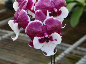 AJ-024 Phal. Allura 'Santa Claus'