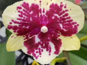 AJ_051 Phal. Allura 'Exotic Dancer'