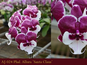 AJ-024 Phal. Allura 'Santa Claus'