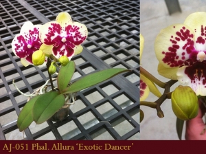 AJ-051 Phal. Allura 'Exotic Dancer'