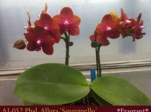 AJ-052 Phal. Allura 'Sanguinello'