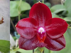 AJ-053 Phal. Allura 'Ruby Diamond'