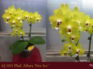 AJ-055 Phal. Allura 'Ice & Fire'