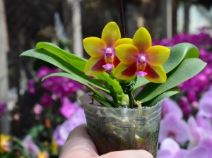 AJ-031 Phal. Allura 'Magnetosphere'