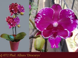 AJ-072 Phal. Allura 'Dracarys'