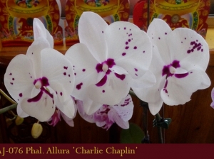 AJ-076 Phal. Allura 'Charlie Chaplin'