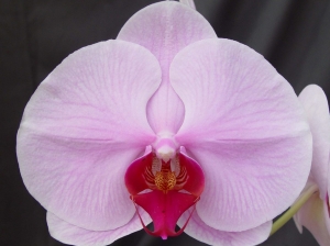 AJT-002 Phal. OX Honey