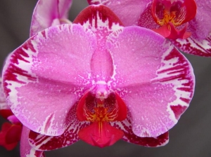 AJT-003 Phal. OX Firebird