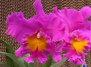 Blc. Pink Empress