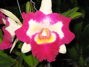 Blc. Chief Happy