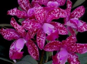 C.Pink Jaguar "Flower Girl"