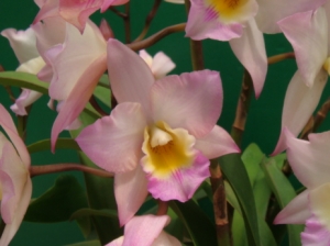 Iwanagara. Apple Blossom ‘Pink’