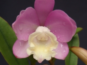 Cattlianthe Angel Land ‘CT-Mesha’