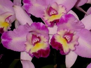 Lc. Bob Pussavat "Pink Girl"